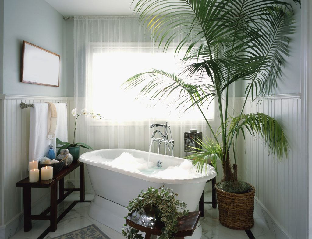 bathroom Greenery and Plant Life